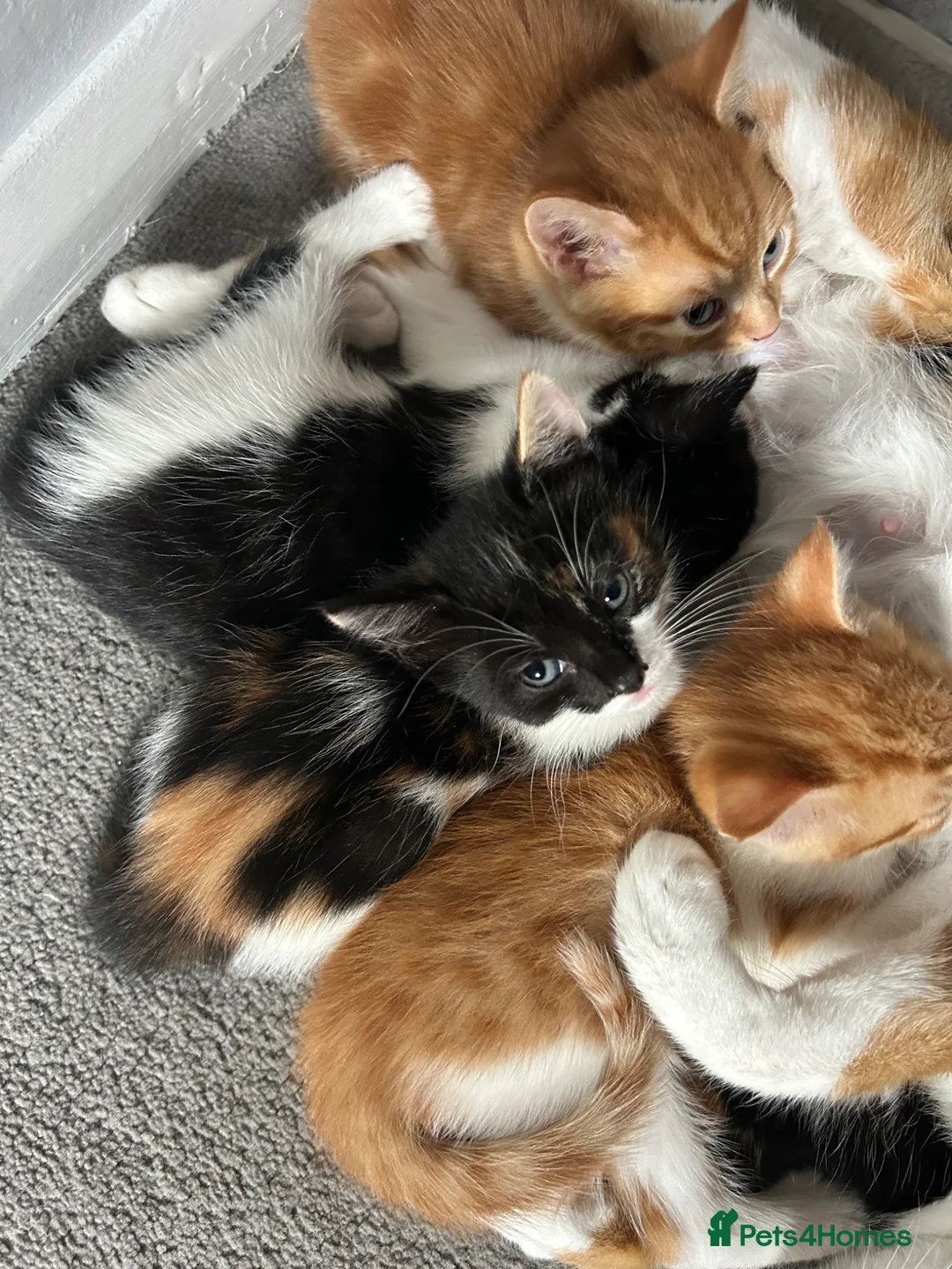 Mixed Breed cats for sale: 2 girls left  - Advert 2
