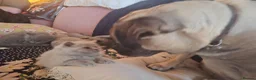 British Shorthair cats for sale: 3 British Shorthair Girls Lilac and Blue - Advert 24