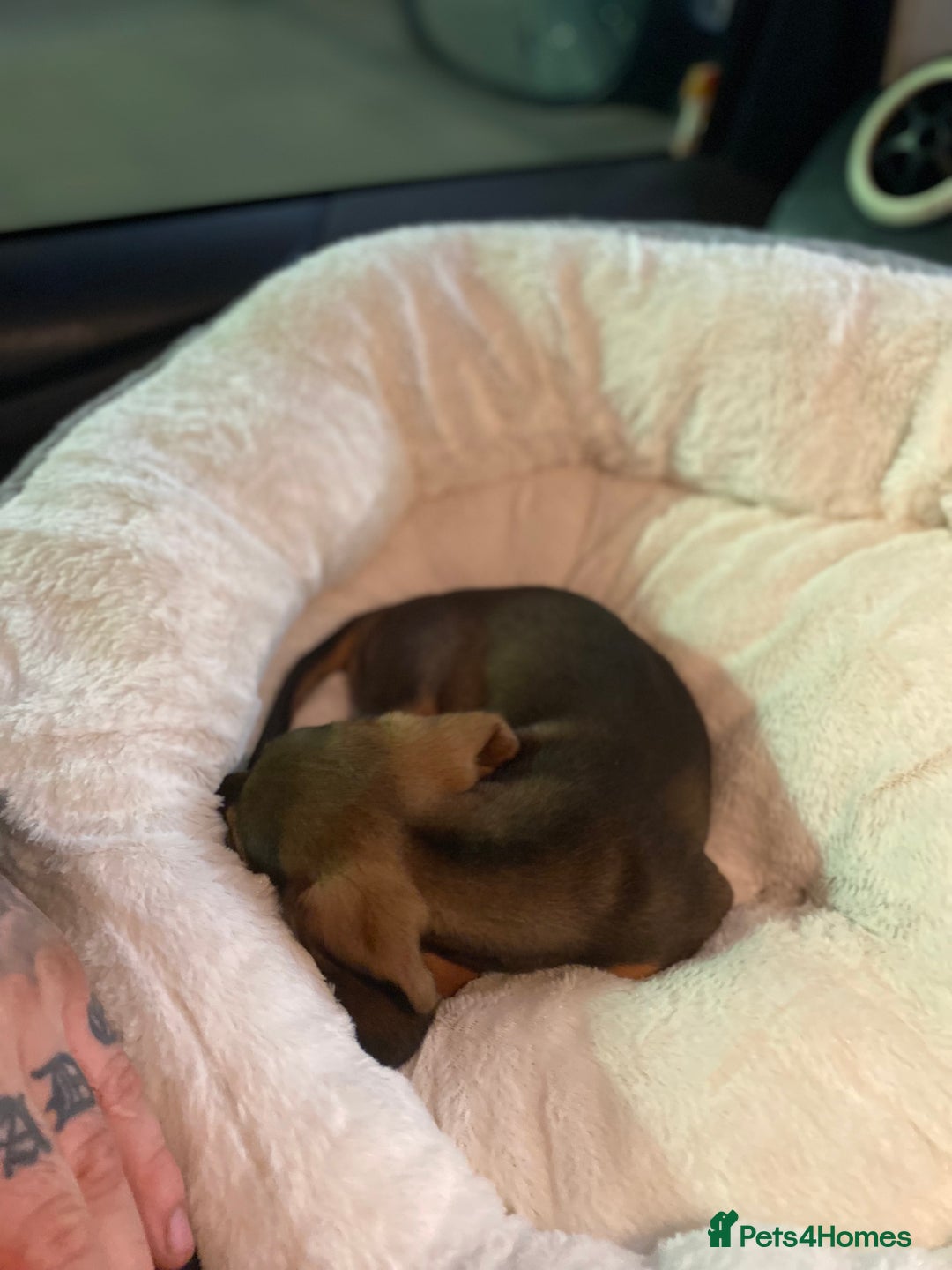 Miniature Dachshund dogs for sale: DOLLAR 💵  - Image 5