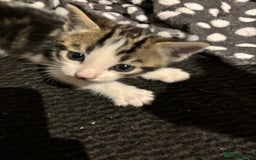 Domestic Shorthair cats for sale: 4 domestic shorthair kittens - Image 6