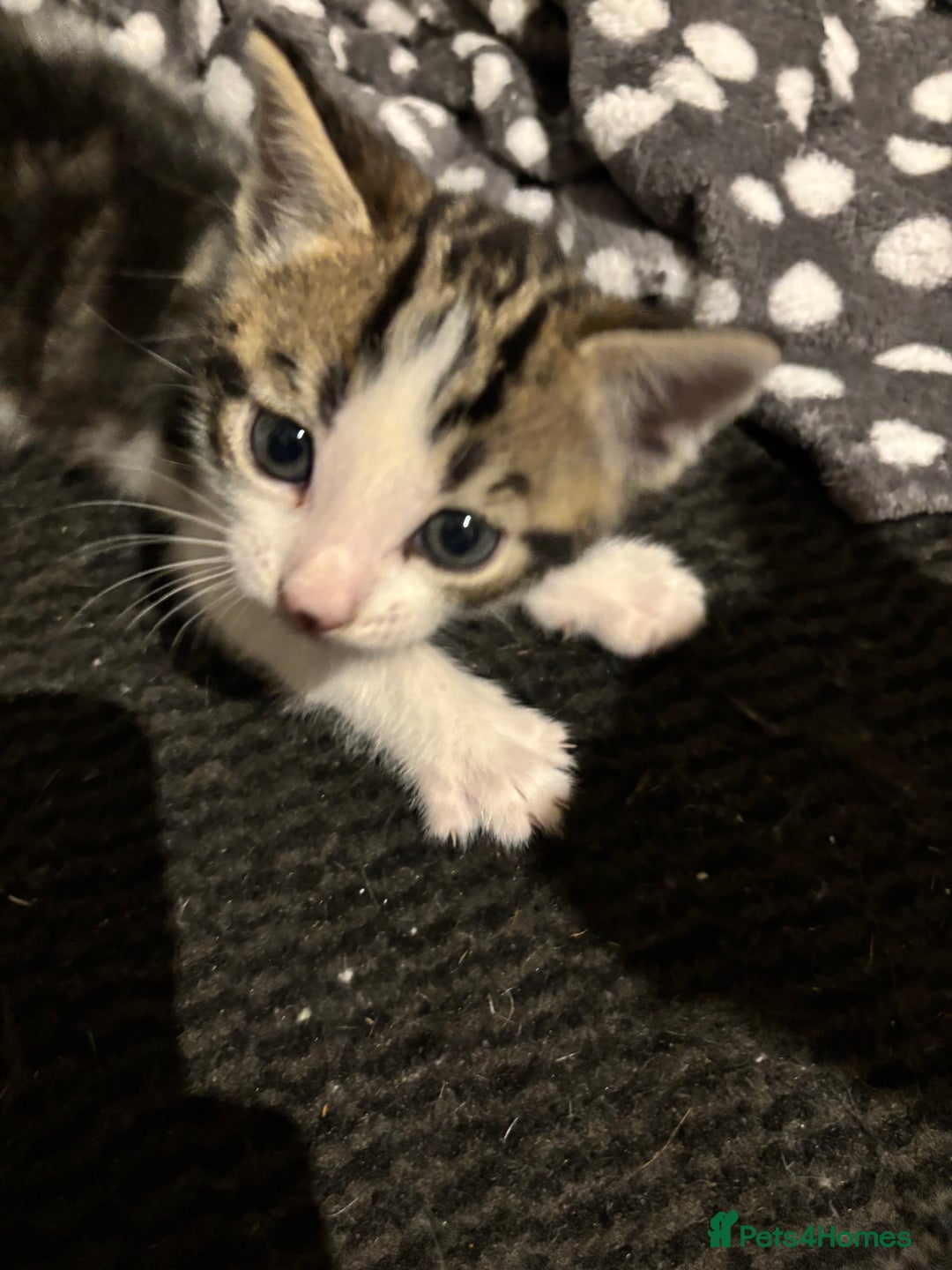 Domestic Shorthair cats for sale: 4 domestic shorthair kittens - Image 6
