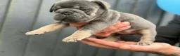 Frug dogs for sale: 4 beautiful frug puppies -  3/4 frenchie.  - Advert 18