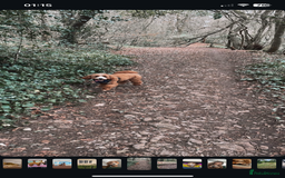 Cavapoo dogs for stud: Handsome Cavapoo Stud Dog 🐾  in Weston-super-Mare - Image 11