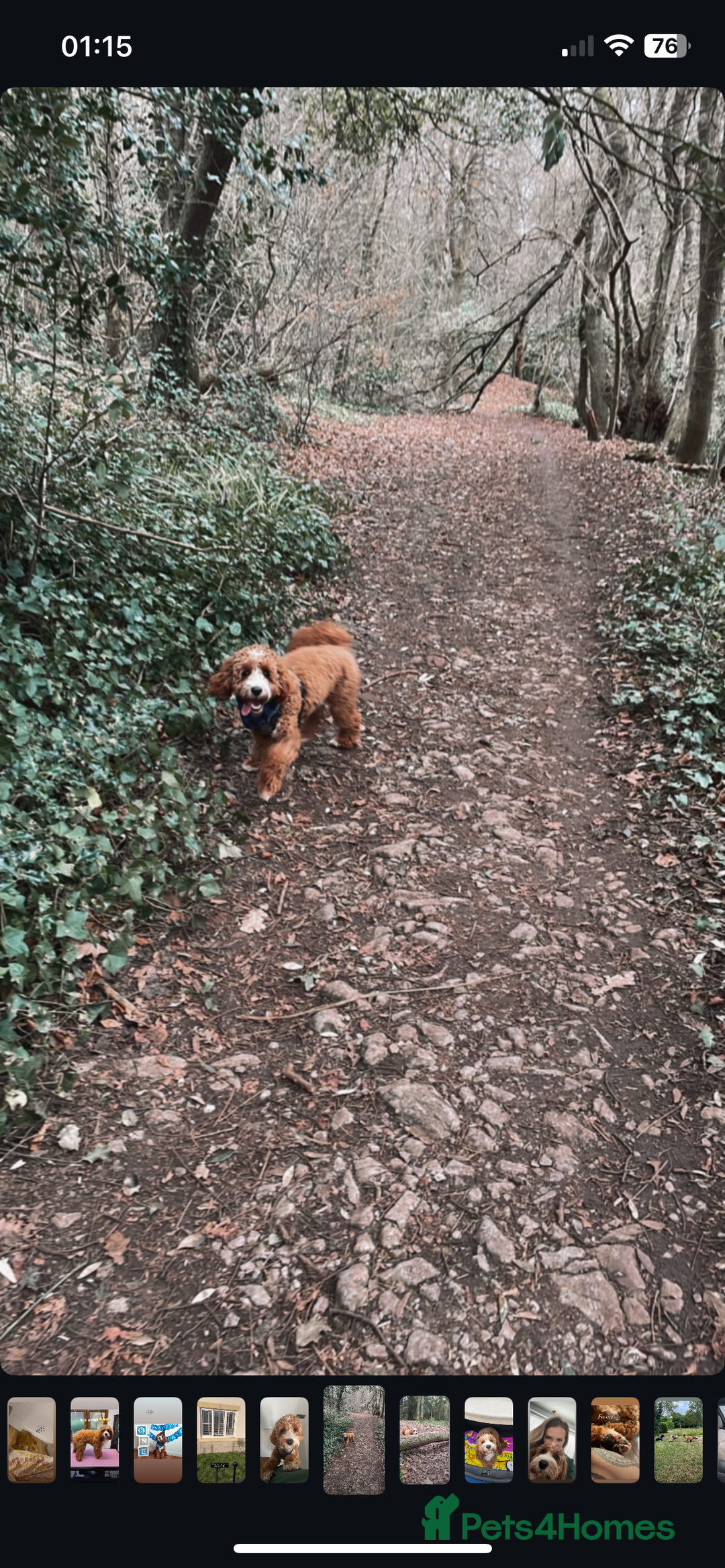 Cavapoo dogs for stud: Handsome Cavapoo Stud Dog 🐾  in Weston-super-Mare - Image 11