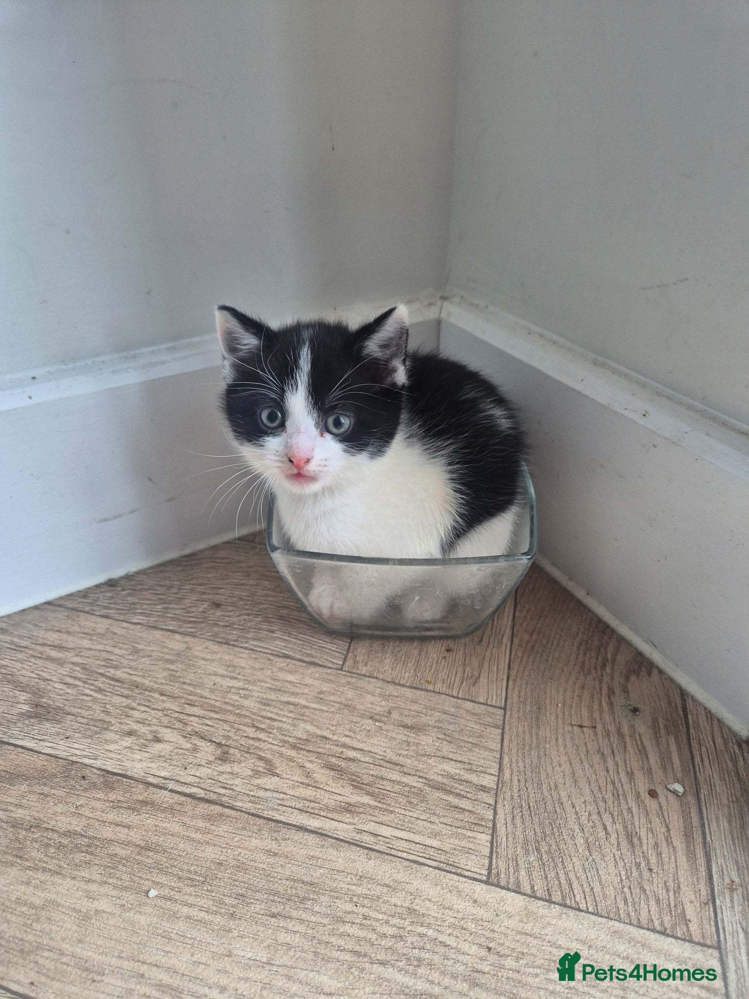Mixed Breed cats Ready for new homes now  - Advert 6