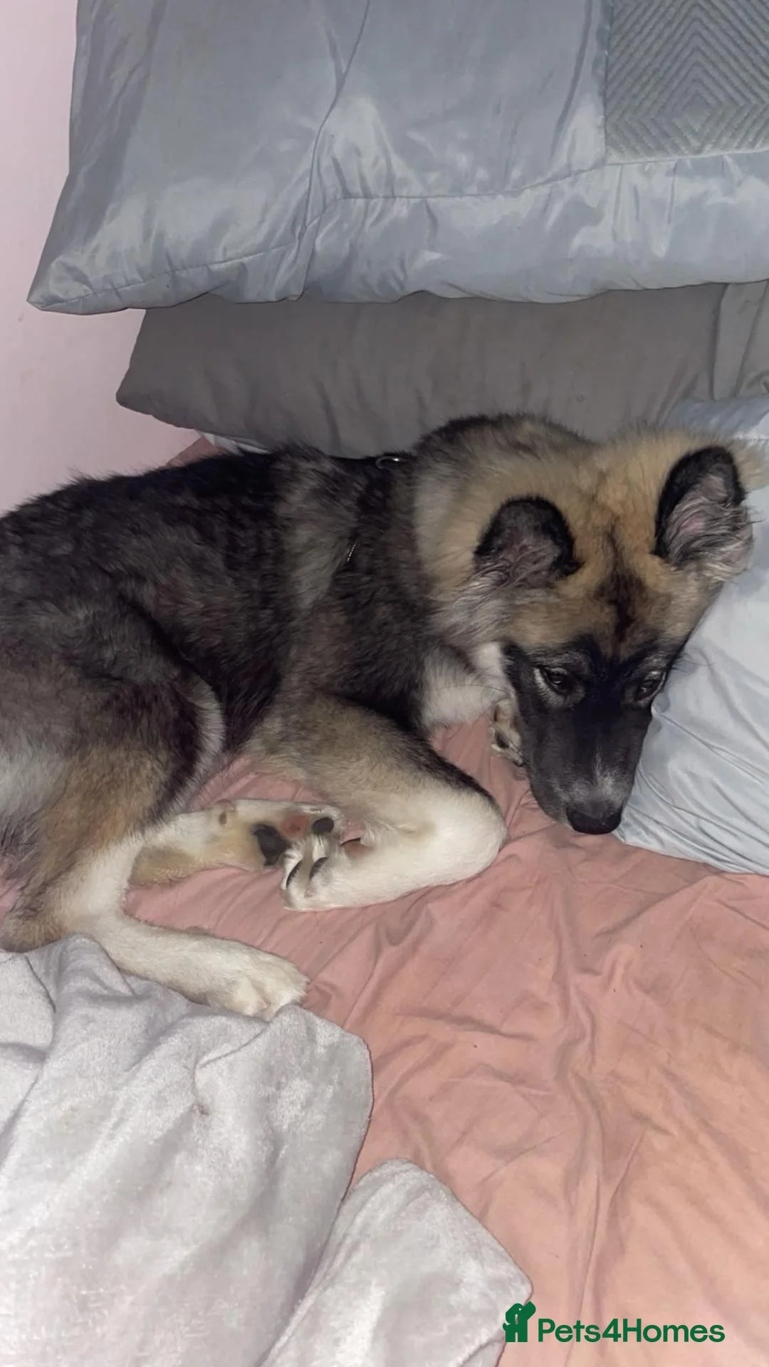 Huskita dogs for sale: 5 year old male Huskita. in Havant - Advert 5