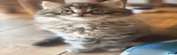 Mixed Breed cats for sale: GORGEOUS MAINE COON X PERSIAN KITTENS  - Advert 24