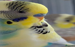 Budgerigars birds for sale: Fully tamed 4 budgies with Cage, accessories,food - Image 25