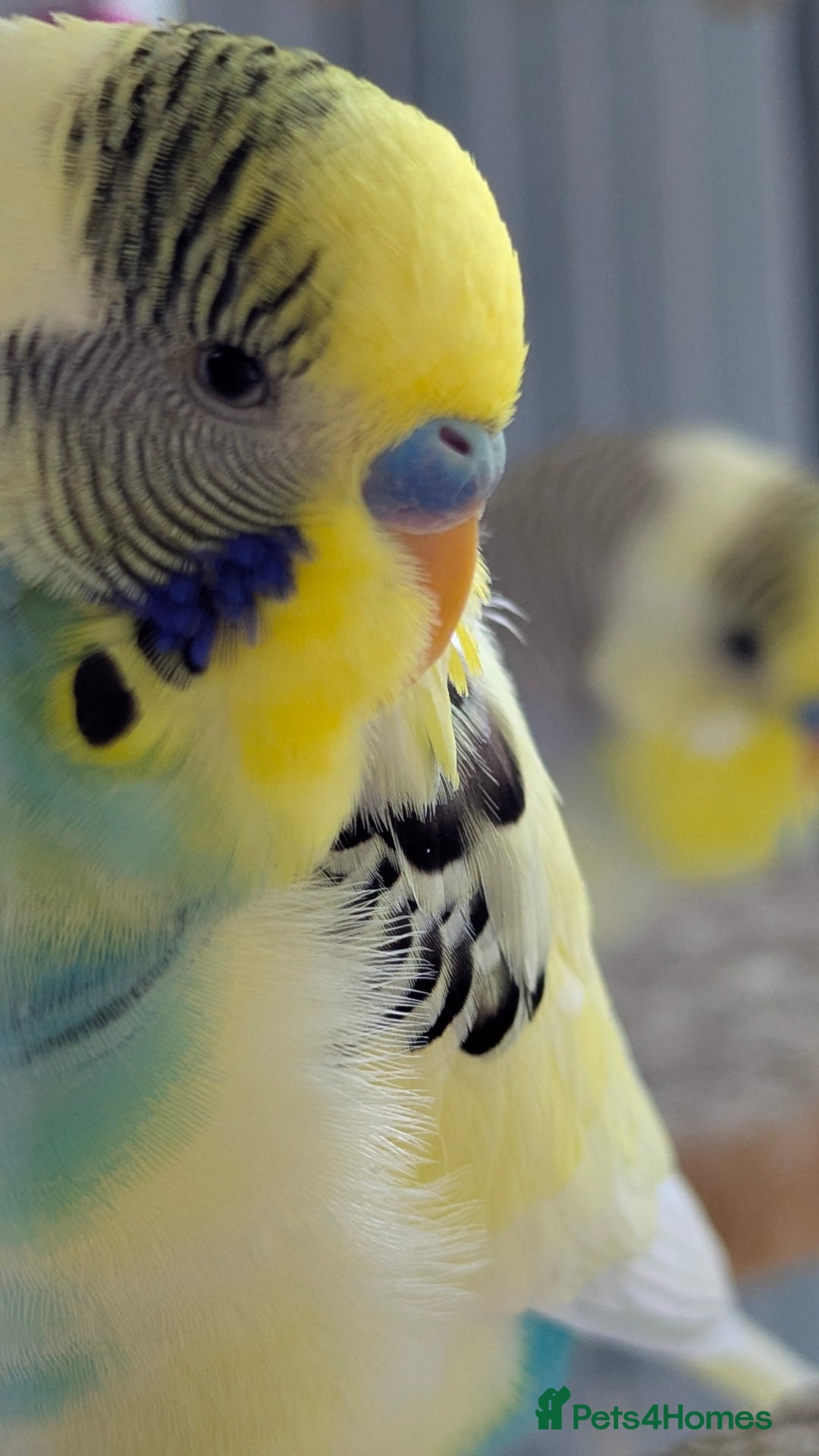 Budgerigars birds for sale: Fully tamed 4 budgies with Cage, accessories,food - Image 25
