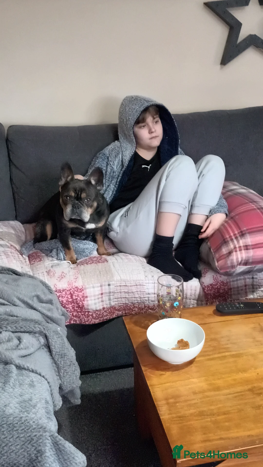 French Bulldog dogs for sale: 4yr old french bulldog - Advert 5