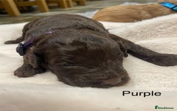 Cockapoo dogs for sale: Cockapoo genetic & health 5⭐️ Chocolate apricot - Image 3