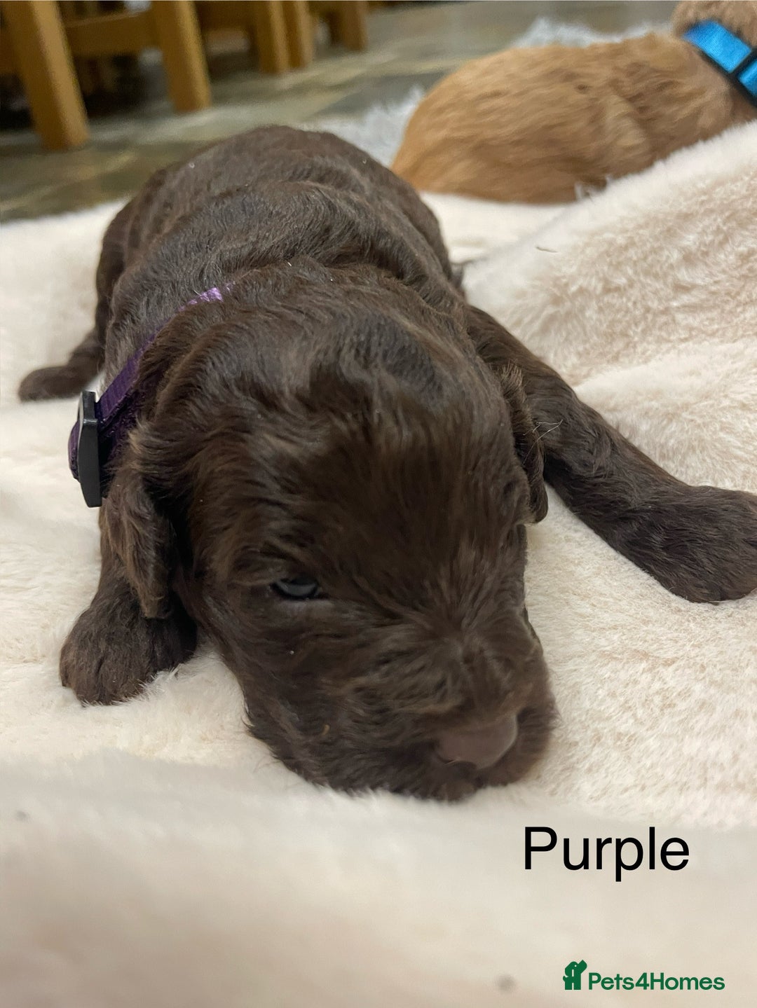 Cockapoo dogs for sale: Cockapoo genetic & health 5⭐️ Chocolate apricot - Image 3