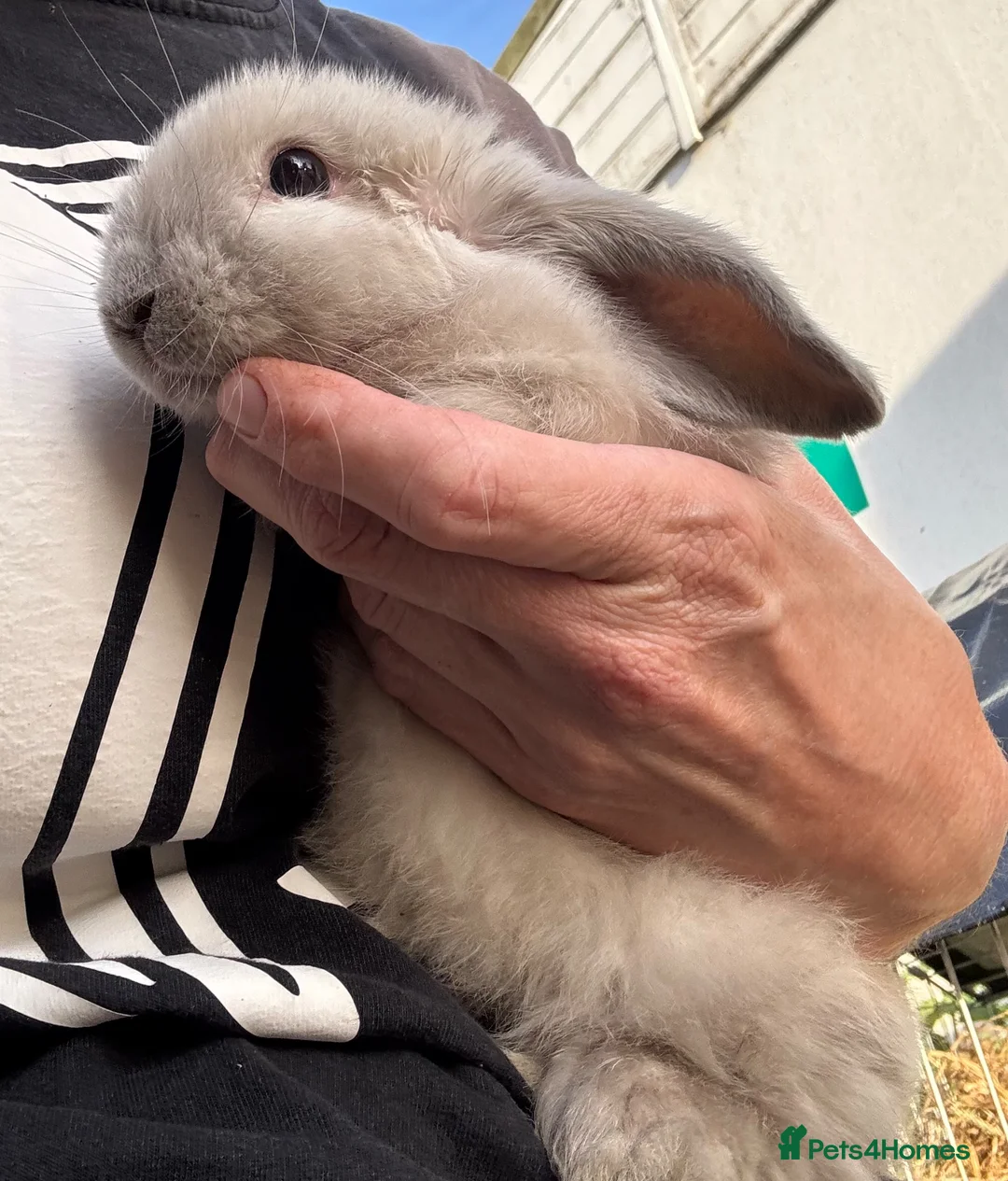 Mini Lop rabbits for sale: Cute baby mini lop boy  - Advert 4