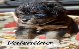 Bernedoodle dogs for sale: Beautiful Bernedoodle babies  - Advert 27