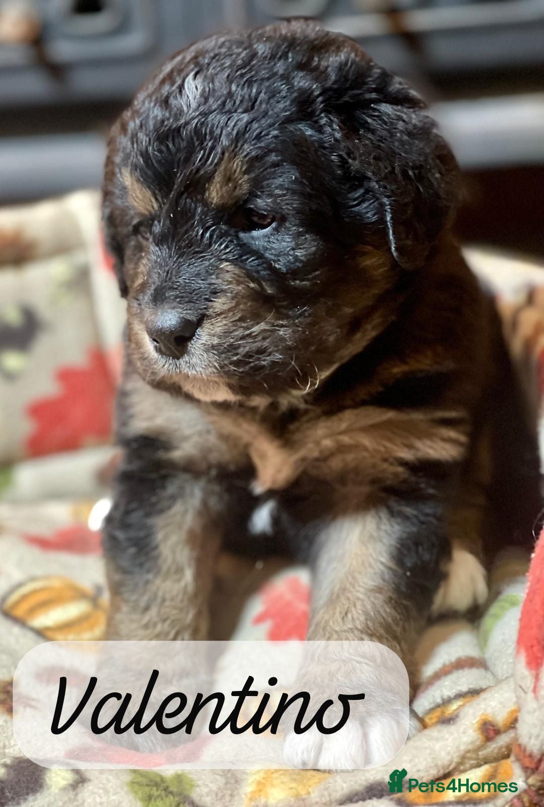 Bernedoodle dogs for sale: Beautiful Bernedoodle babies  - Advert 27