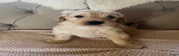 Cockapoo dogs for sale: Lovely F1 Cockapoos in Radstock - Advert 14