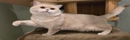British Shorthair cats for sale: Pedigree golden British shorthair and longhair  - Advert 8