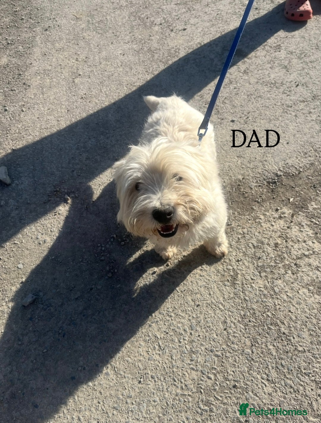 West Highland Terrier dogs for sale: BEAUTIFUL KC WESTIE PUPPIES - Advert 12