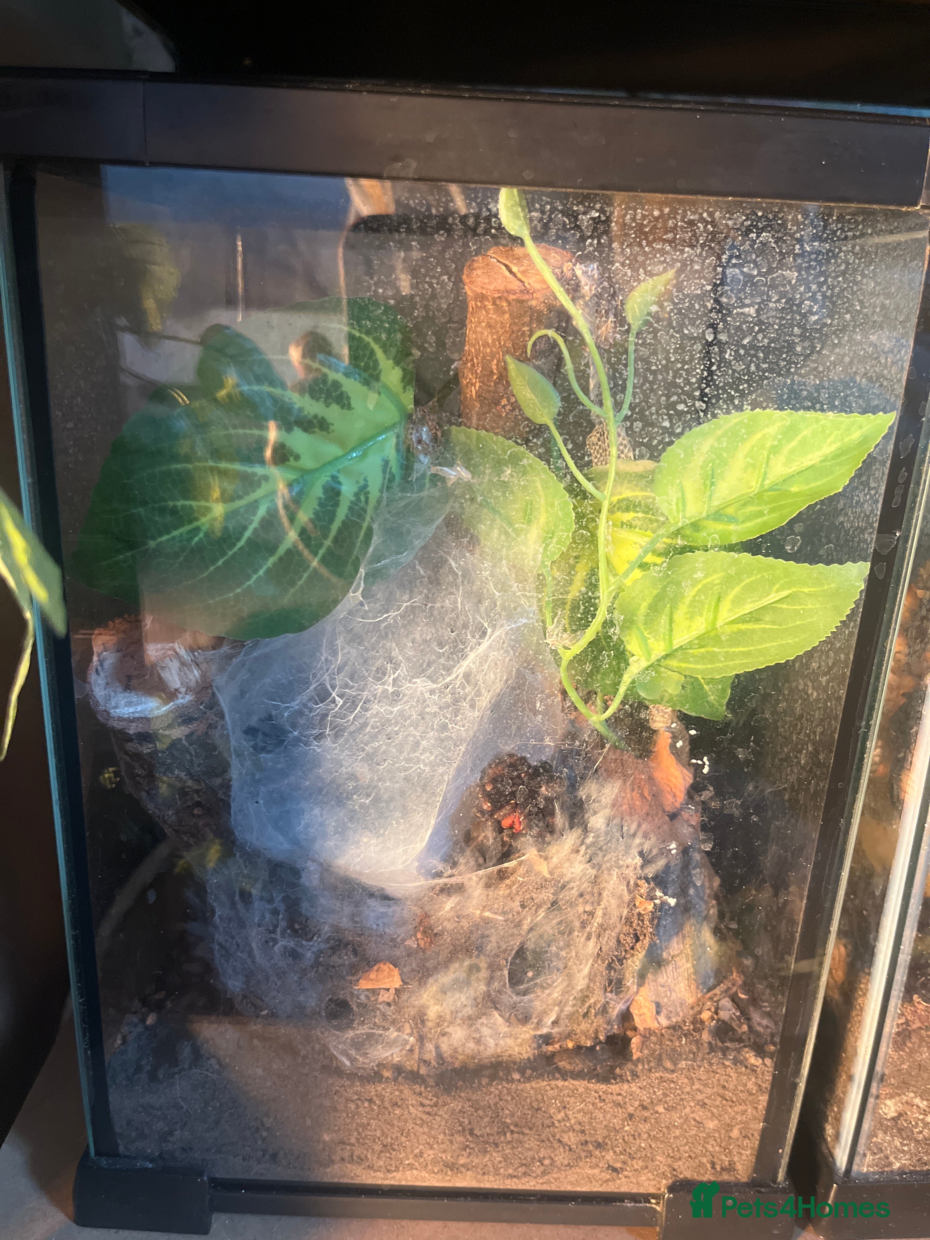 Tarantulas invertebrates Suntiger turantula  - Advert 2