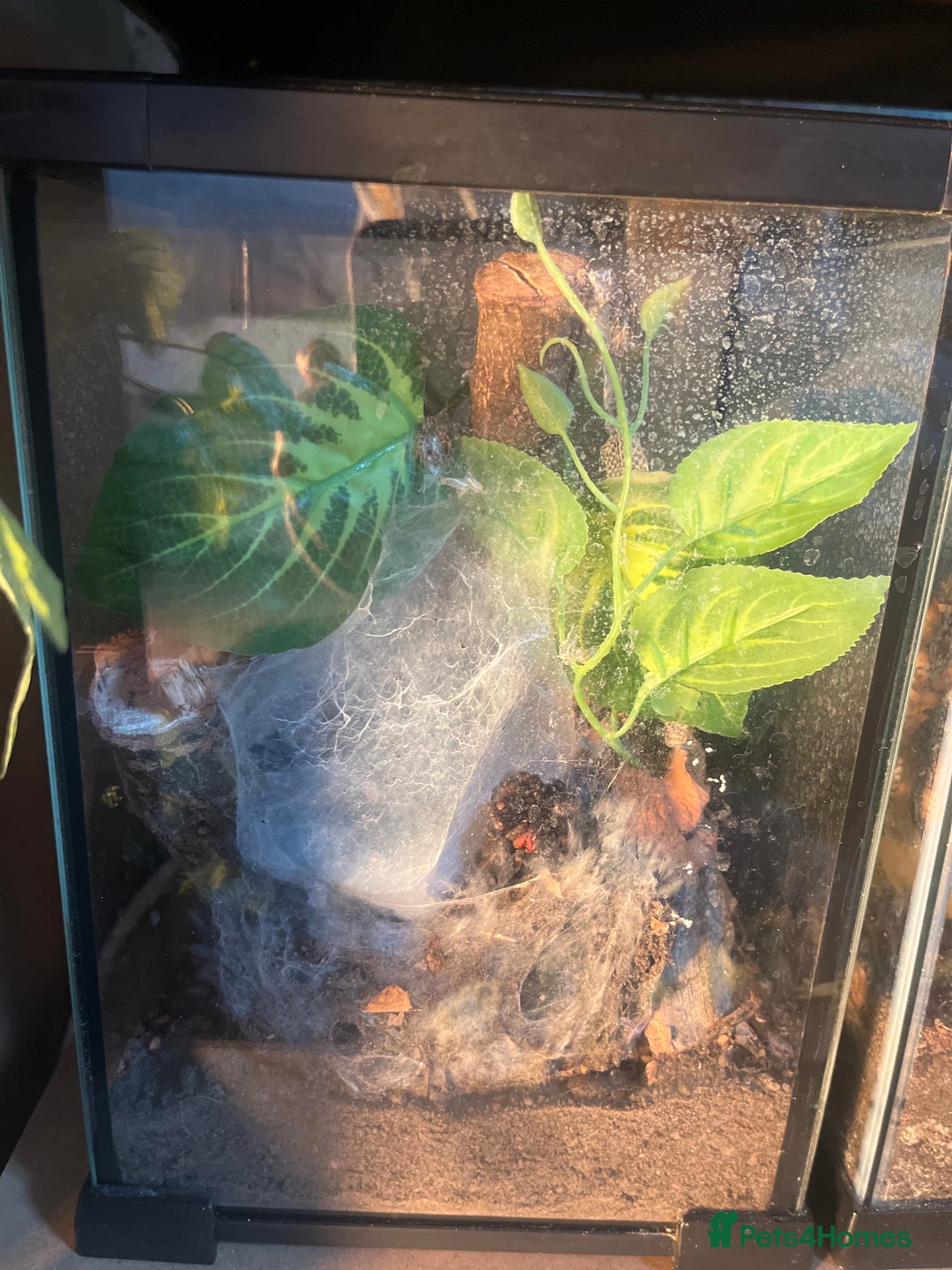 Tarantulas invertebrates for sale: Suntiger turantula  - Advert 1