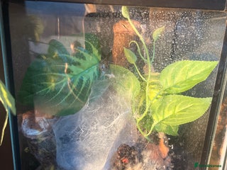 Tarantulas invertebrates Suntiger turantula - Advert 2