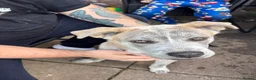 Mixed Breed dogs for sale: Luna  - Advert 3
