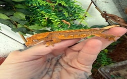 Gecko reptiles for sale: Crested gecko babies  - Image 9