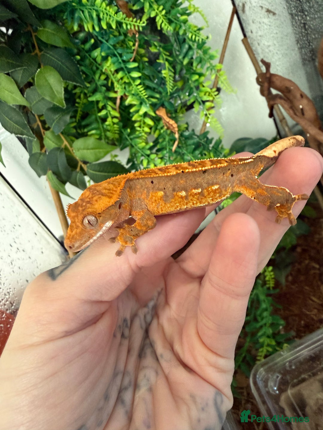 Gecko reptiles for sale: Crested gecko babies  - Image 9