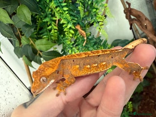 Gecko reptiles - Advert 18
