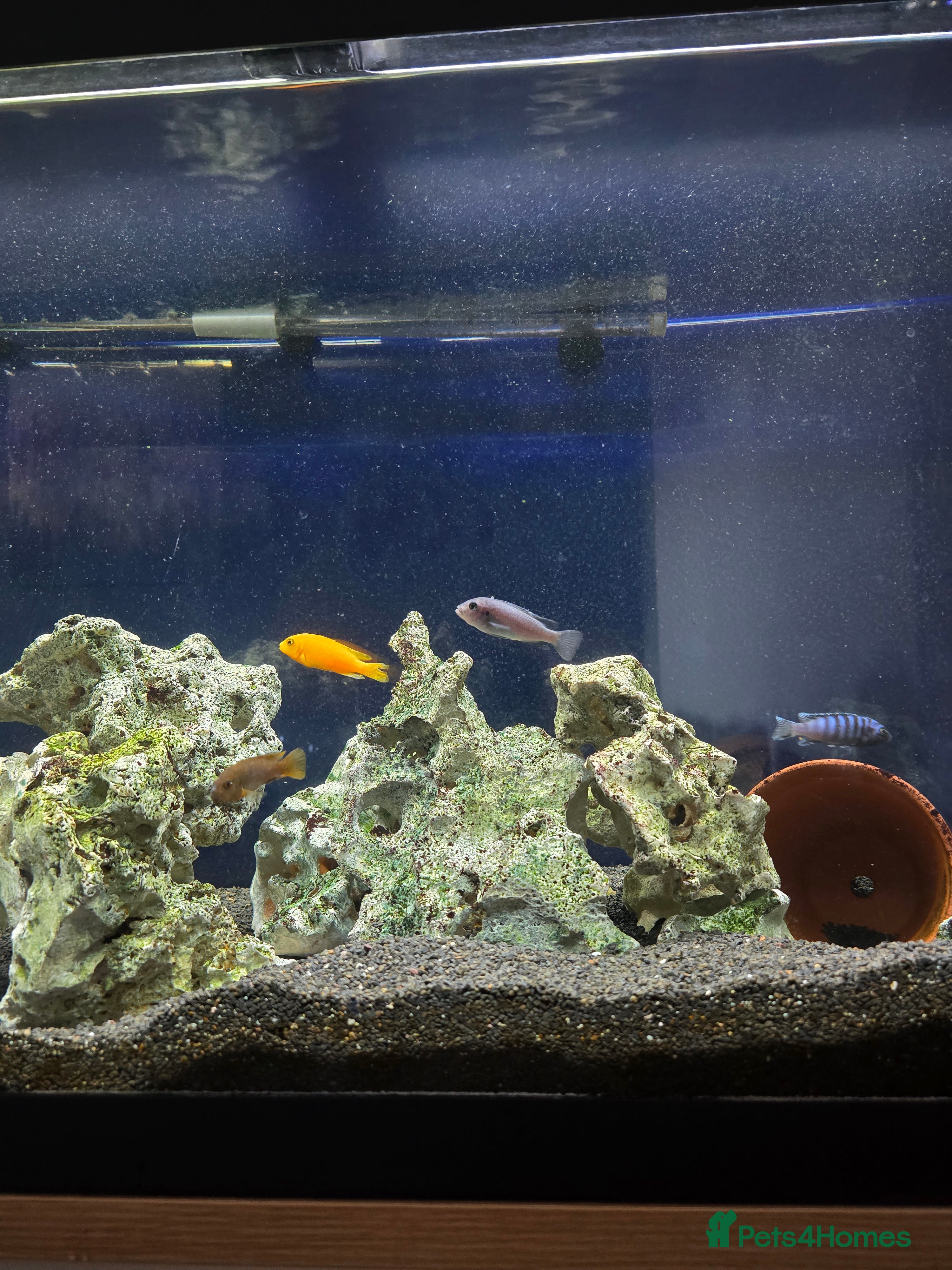 Cichlids fish X7 Cichlids - Advert 11