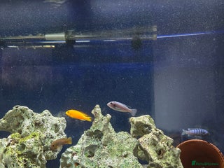 Cichlids fish X7 Cichlids - Advert 2