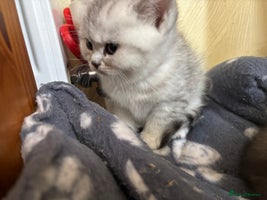 British Shorthair cats - Advert 2