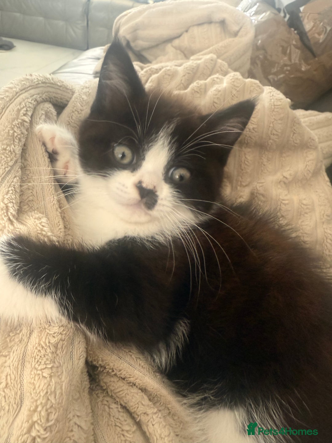 Persian cats for sale: Half Persian male  - Image 4