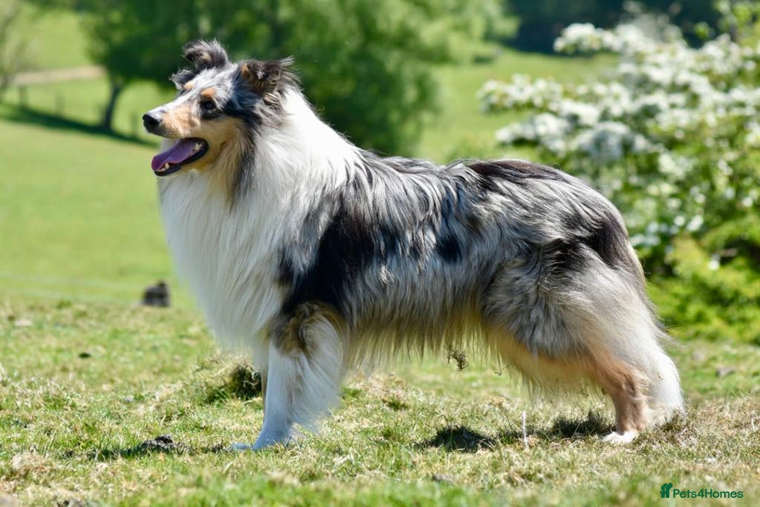 Rough Collie dogs for sale: Kc registered rough collie puppies  - Advert 9