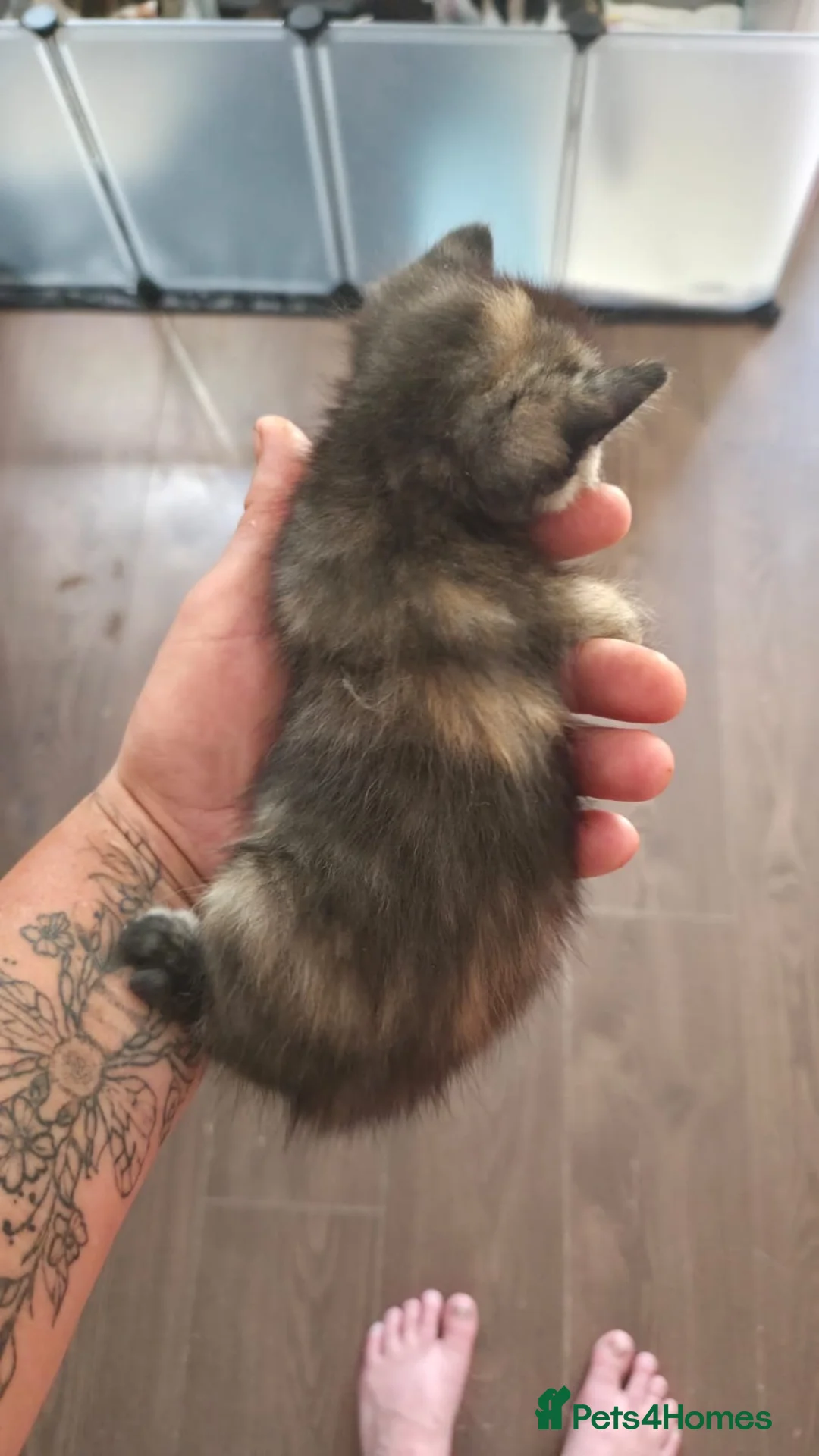 Mixed Breed cats for sale: 3 beautiful kittens for sale  - Advert 2