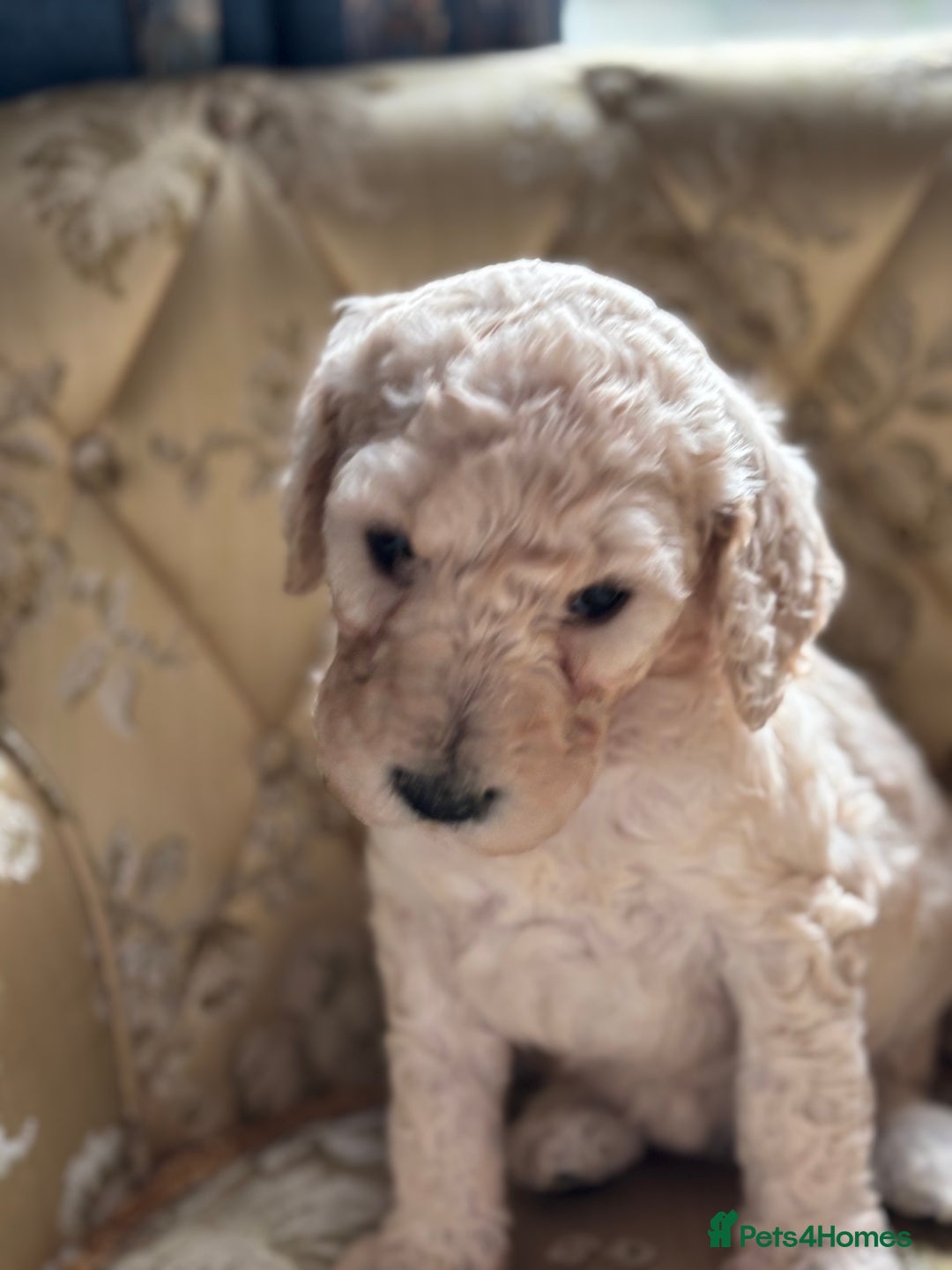 Goldendoodle dogs for sale: Goldendoodle pups - Advert 6