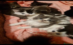 Mixed Breed cats for sale: Beautiful fluffy kittens - Image 1