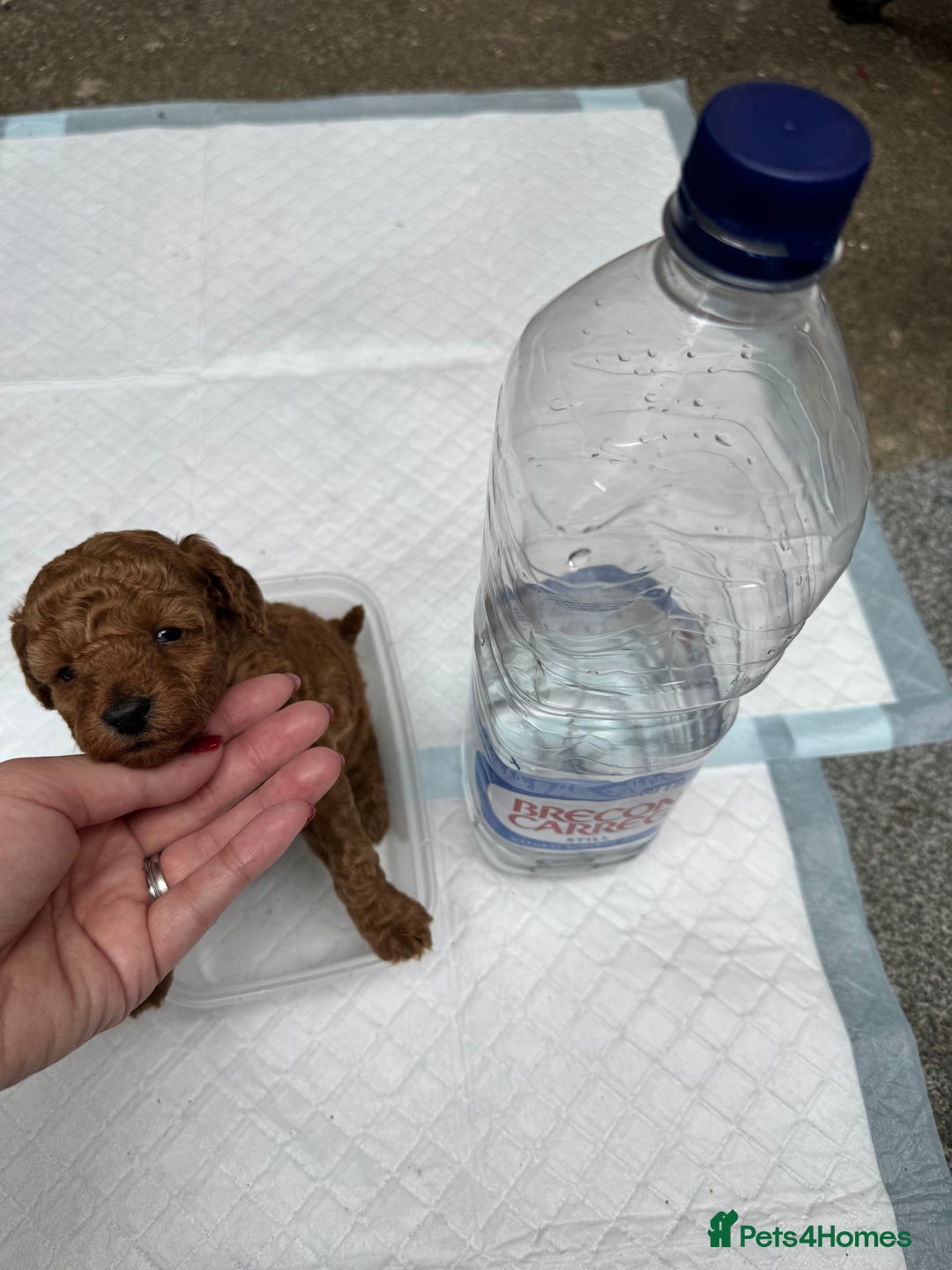 Toy Poodle dogs for sale: Deep red extra Tiny toy poodle KC registered puppy - Image 1