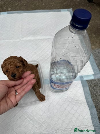 Toy Poodle dogs - Advert 2