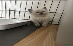 Ragdoll cats for sale: Pure ragdolls  - Image 4