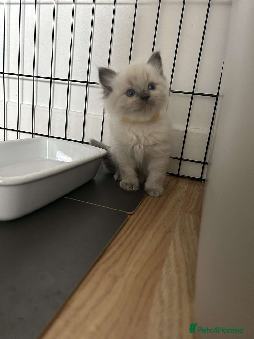 Ragdoll cats for sale: Pure ragdolls  - Image 4