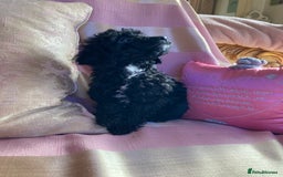 Poodle dogs for sale: Poodle 86% x cavalier DNA tested  - Image 12