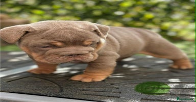 English Bulldog dogs - Advert 1