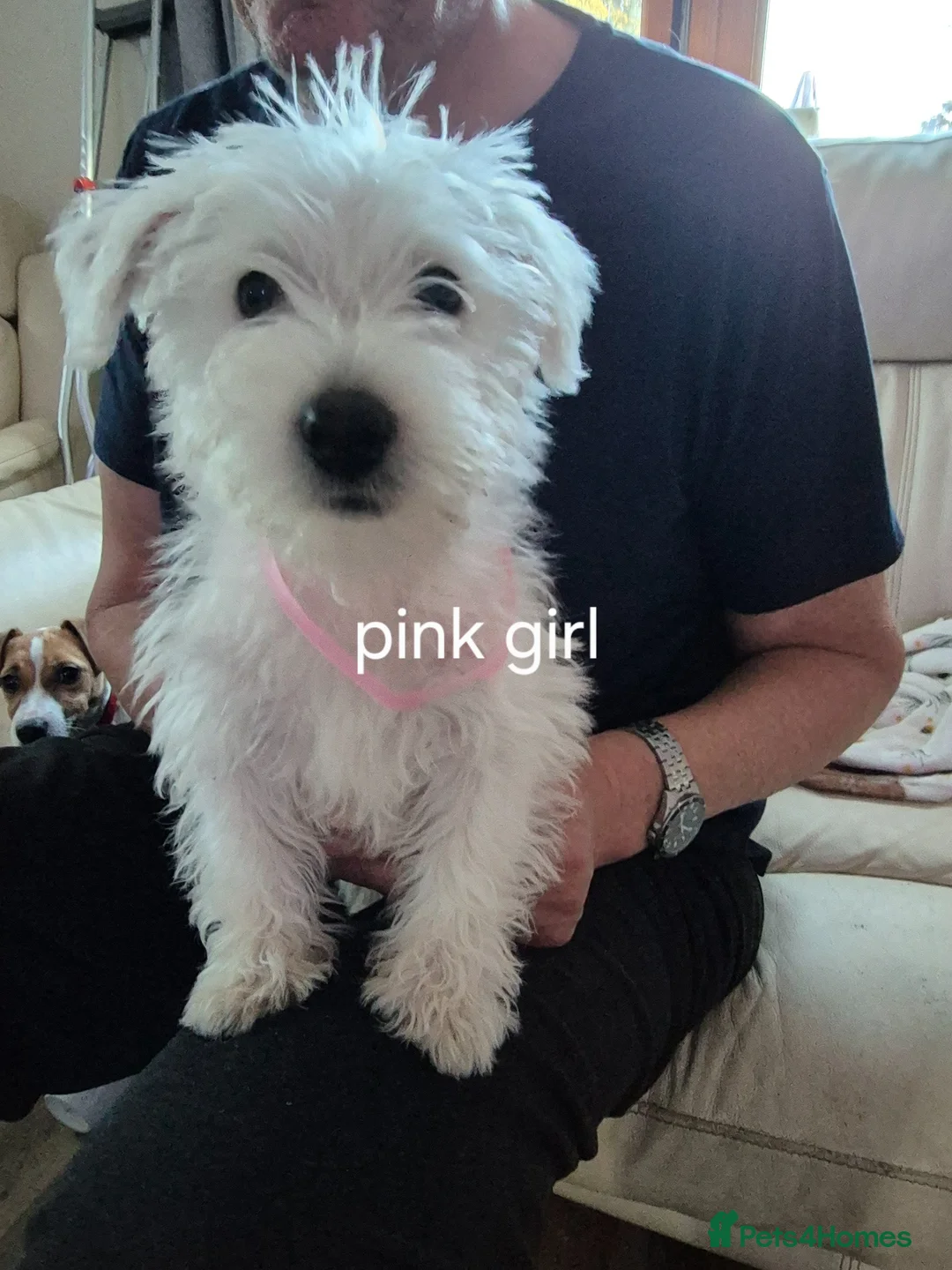 West Highland Terrier dogs for sale: Westie boys & girls ready now - Advert 8