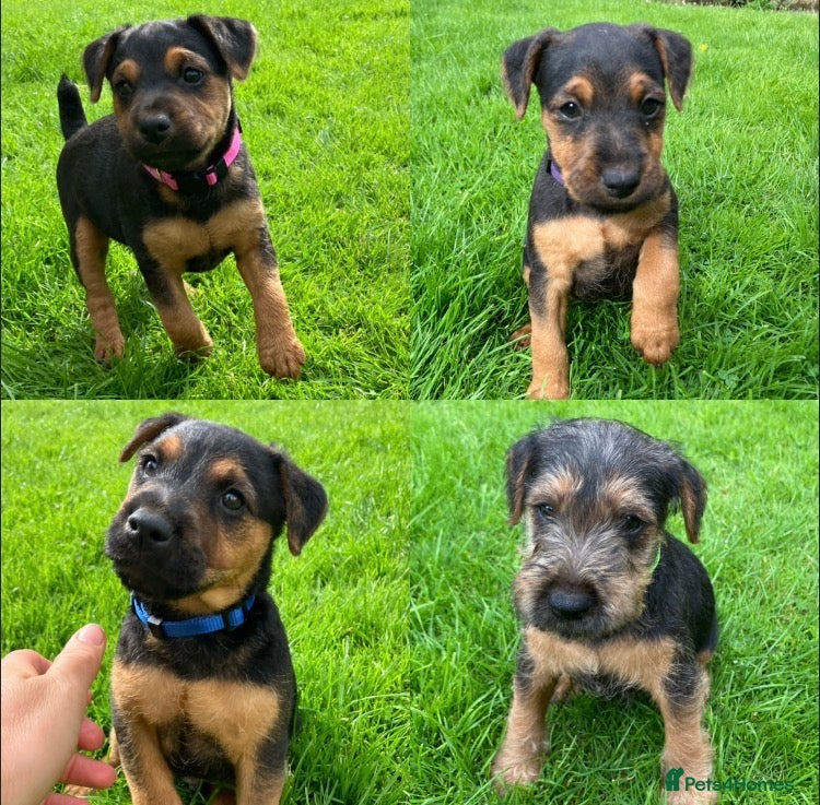 Lakeland Terrier dogs Beautiful Lakeland  - Advert 7