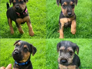 Lakeland Terrier dogs Beautiful Lakeland - Advert 9