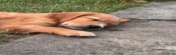 Golden Retriever dogs for sale: Dark Red Golden Retriever Pups in Burford - Advert 7