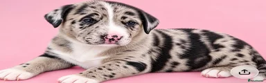Mixed Breed 3