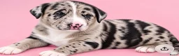 Mixed Breed dogs for sale: Female back available Beautiful unique bullherder  - Advert 9
