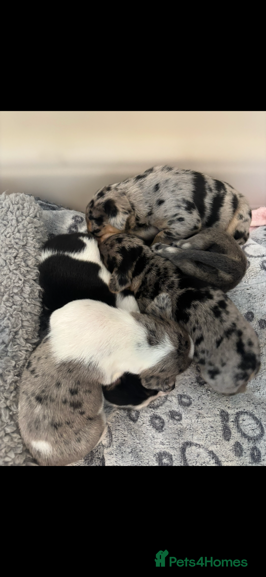 Mixed Breed dogs for sale: Unique mixed breed - Image 14